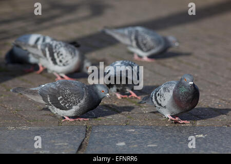 Verwilderte Haustauben (Columba Livia). Frei lebende domestizierte Vögel, manchmal entkam Brieftauben. Stockfoto