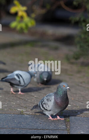 Verwilderte Haustauben (Columba Livia Domestica). Frei lebende Vögel, Nachkommen der wilden Felsentaube. London. England. Stockfoto