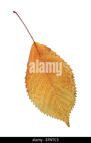 goldene Herbst-Symbol, schöne verblasst Kirsche Blatt isoliert auf weiß Stockfoto