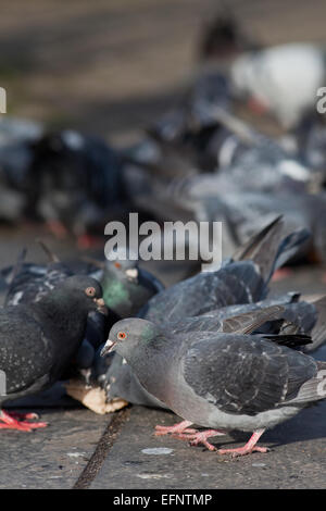 Verwilderte Haustauben (Columba Livia Domestica). Frei lebende domestizierte Vögel, Nachkommen der wilden Felsentaube. London. UK Stockfoto