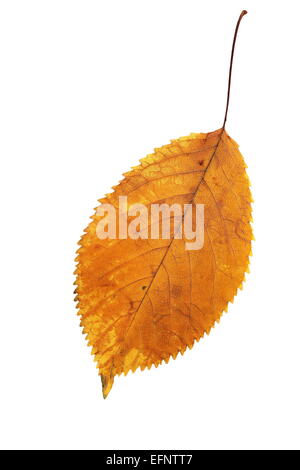 Kirsche Blatt im Herbst, isoliert auf weißem Hintergrund Stockfoto