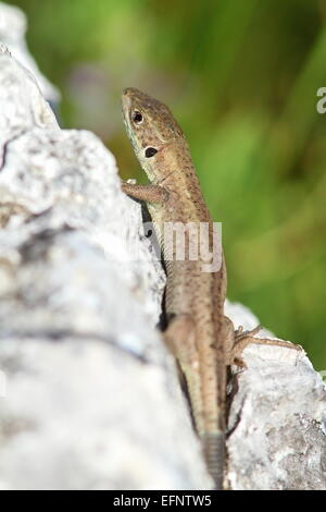 Europäische Grüne Eidechse, sonnen sich auf einem Felsen, Lacerta Viridis juvenile Stockfoto