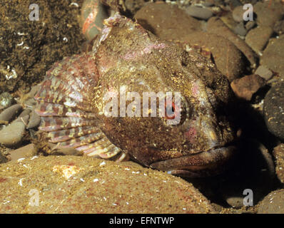 Marine Unterwasserwelt aus Eyemouth Schottland. Erstaunliche und wunderbare, farbenfrohe Kreaturen unter dem Meer. Stockfoto