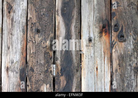 alte hölzerne Planken real Textur mit Insekten-Marken Stockfoto