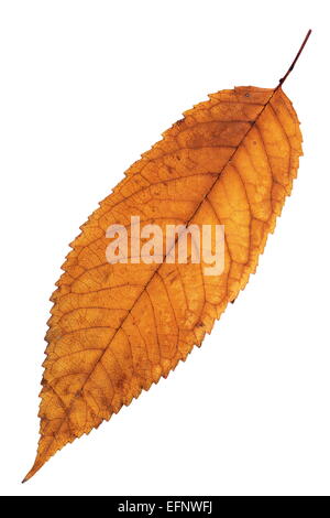 rötliche isoliert Kirsche Blatt mit Farben der Herbstsaison Stockfoto