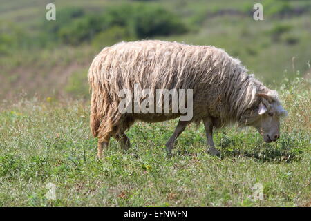 ein Schaf Weiden auf grüner Wiese in Landschaft Stockfoto