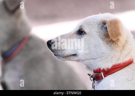 weiße Welpen Porträt mit roten Kragen im Hinterhof Stockfoto