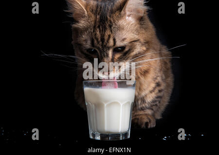 Eine seltene Munchkin Katzenrasse Trinkmilch vor schwarzem Hintergrund Stockfoto