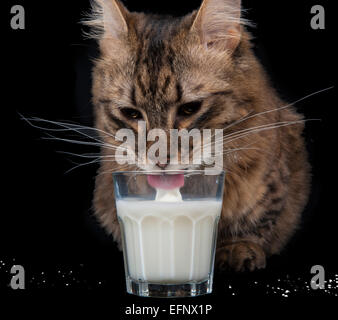 Eine seltene Munchkin Katzenrasse Trinkmilch vor schwarzem Hintergrund Stockfoto