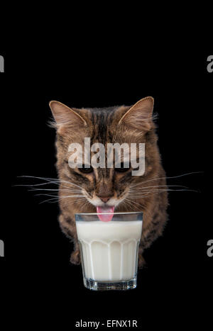 Eine seltene Munchkin Katzenrasse Trinkmilch vor schwarzem Hintergrund Stockfoto