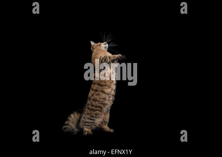 Eine seltene Munchkin Katzenrasse Trinkmilch vor schwarzem Hintergrund Stockfoto