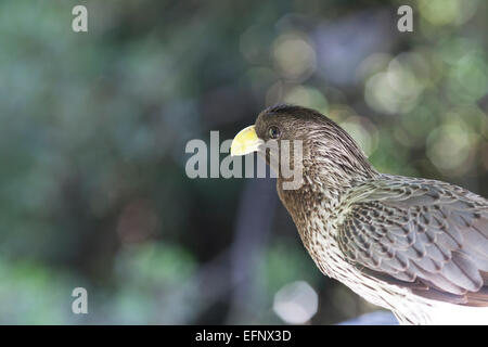 Südafrika, Birds of Eden, Western grau Wegerich Eater "Crinifer Piscator". Stockfoto