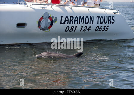 Tümmler, Tursiops Truncatus, Belag, in der Nähe von Pelican Point, Walvis Bay, Namibia, Atlantik. Stockfoto