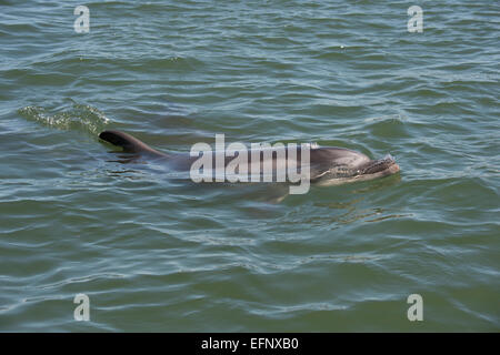 Tümmler, Tursiops Truncatus, Belag, in der Nähe von Pelican Point, Walvis Bay, Namibia, Atlantik. Stockfoto