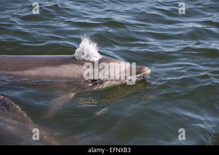 Tümmler, Tursiops Truncatus, Belag, in der Nähe von Pelican Point, Walvis Bay, Namibia, Atlantik. Stockfoto