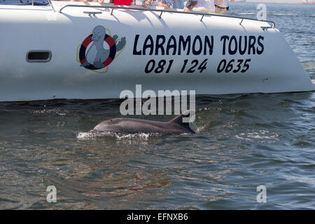 Tümmler, Tursiops Truncatus, in der Nähe von touristischen Boot, Pelican Point, Walvis Bay, Namibia, Atlantik auftauchen. Stockfoto