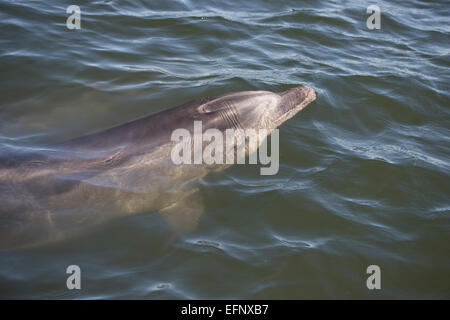 Tümmler, Tursiops Truncatus, Belag, in der Nähe von Pelican Point, Walvis Bay, Namibia, Atlantik. Stockfoto