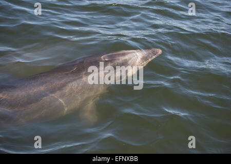 Tümmler, Tursiops Truncatus, Belag, in der Nähe von Pelican Point, Walvis Bay, Namibia, Atlantik. Stockfoto
