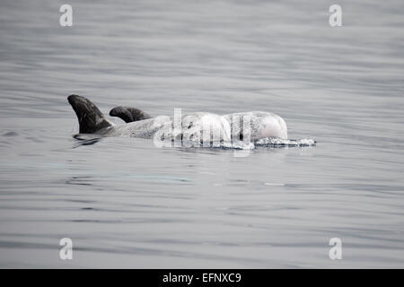 Risso Delphin (Grampus früh) während einer Whale-Watching-Reise zu sehen. Azoren, Atlantik Stockfoto