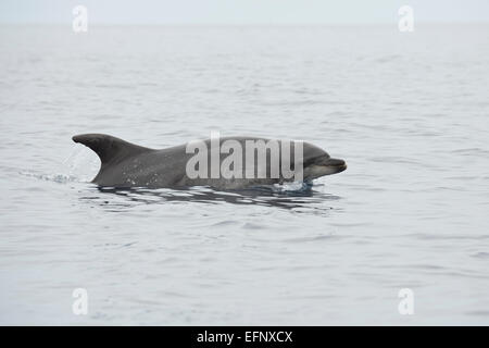 Tümmler, Tursiops Truncatus, Belag, in der Nähe von Lajes Do Pico, Azoren, Atlantik. Stockfoto