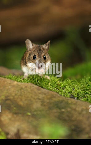 Vertikale Porträt von Waldmaus, Apodemus Sylvaticus, Fütterung auf Boden in einem Wald. Stockfoto