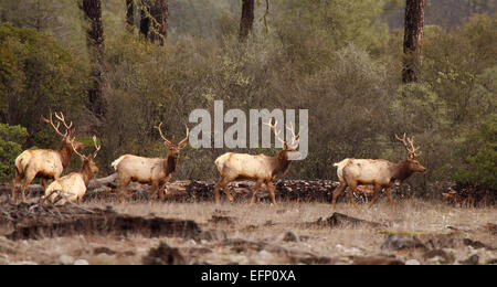 Eine Herde von Tule Elk Bullen. Stockfoto