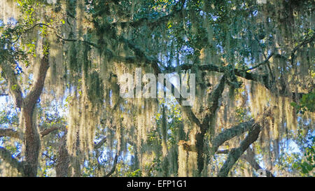 Spanish Moss auf riesigen Eichen in St. Augustine, Florida. Stockfoto