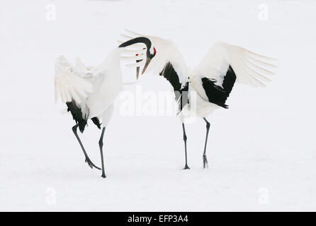 Tanzen Japanisch aka rot gekrönt Kraniche auf einem schneebedeckten Feld in der Nähe von Akan auf Hokkaido, Japan Stockfoto