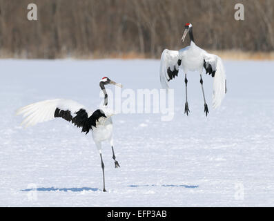 Tanzen Japanisch aka rot gekrönt Kraniche auf einem schneebedeckten Feld in der Nähe von Akan auf Hokkaido, Japan Stockfoto