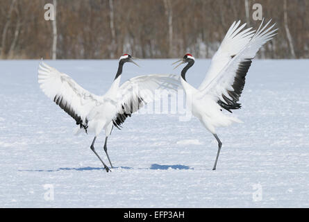 Tanzen Japanisch aka rot gekrönt Kraniche auf einem schneebedeckten Feld in der Nähe von Akan auf Hokkaido, Japan Stockfoto