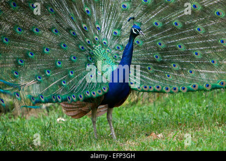 Ein schöner Pfau mit bunten Federn und stehen im Garten Stockfoto