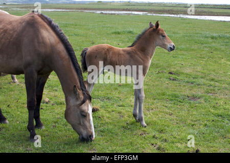 Braunen Pferd und seine Fohlen Fohlen auf einer Wiese Stockfoto