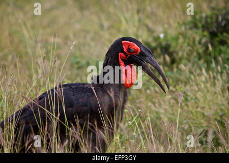 Südlichen Boden-Hornbill Bucorvus Leadbeateri Südafrika Stockfoto