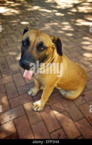 Glücklich Boerboel Hündin, Haustier Stockfoto