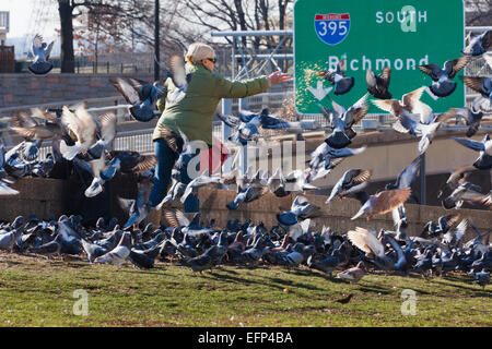 Frau, Fütterung verwilderte Tauben - USA Stockfoto