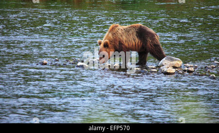 Brauner Bär, Ursus Arctos, Opala Fluss, Kamtschatka, Russland Stockfoto