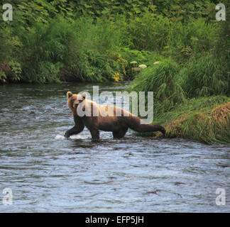 Brauner Bär, Ursus Arctos, Opala Fluss, Kamtschatka, Russland Stockfoto