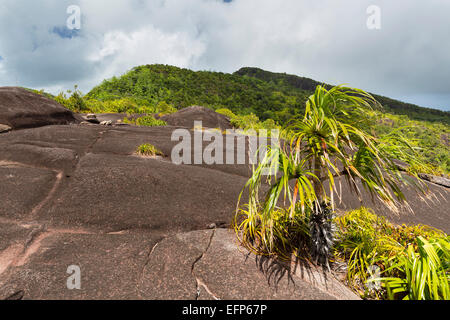 Granitfelsen am Mount Copolia in Mahe, Seychellen Stockfoto