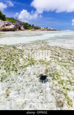 Ein Seeigel in der schönen Lagune Anse Source d ' Argent in La Digue, Seychellen mit Granitfelsen und Korallen im Wasser Stockfoto