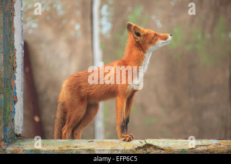 Rotfuchs (Vulpes Vulpes) in verlassenen Haus, Ochotskisches Meer Küste, Kamtschatka, Russland Stockfoto