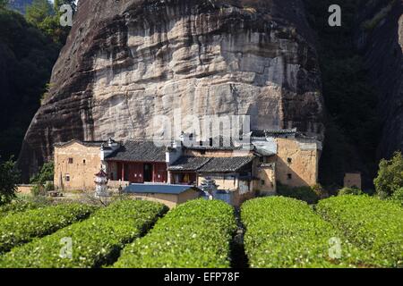 Taoistische Tempel und Tee-Plantage in Horse Head Rock, Wuyi Berge Stockfoto