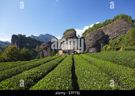 Teeplantage und alte Tempel am Pferd Kopf Rock, Wuyi Berge Stockfoto