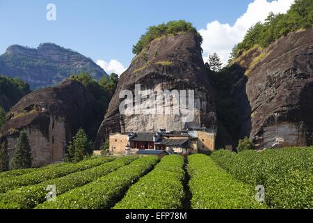 Teeplantage und alte Tempel am Pferd Kopf Rock, Wuyi Berge Stockfoto