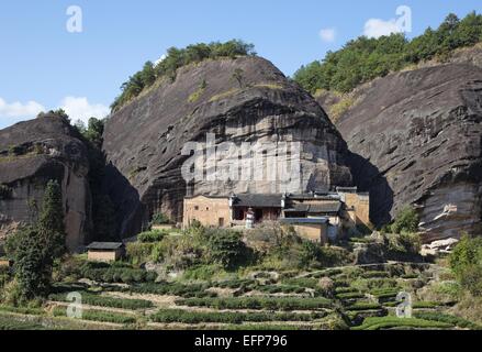 Teeplantage und alte Tempel am Pferd Kopf Rock, Wuyi Berge Stockfoto