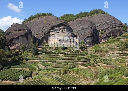 Teeplantage und alte Tempel am Pferd Kopf Rock, Wuyi Berge Stockfoto