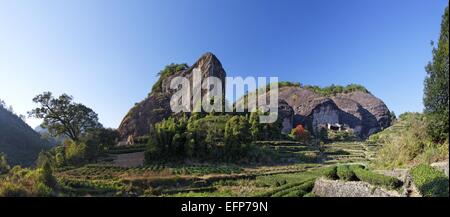 Teeplantage bei Horse Head Rock, Wuyi Berge Stockfoto