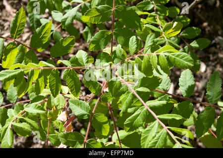 Blätter und Früchte des Elm-leaved Sumach, Rhus Coriaria. Die getrockneten Früchte dienen als Gewürz, und die Blätter und die Rinde in tan verwendet Stockfoto