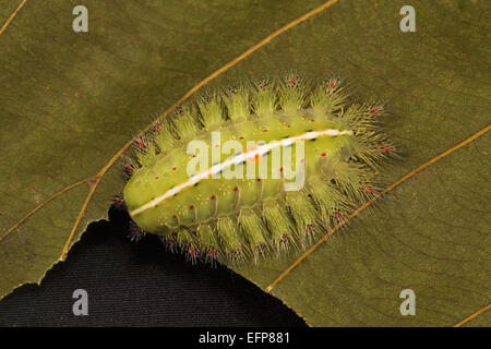 Gekrönte Schnecke Raupe, Isa textula, Familie Limacodidae, Garjee, Tripura Stockfoto