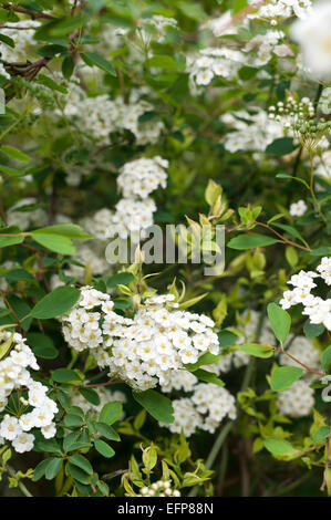 Weiße kleine Blüten von blühenden Stauden Spirea Strauch Spiraea Mischpflanzungen Brautkranz Stockfoto