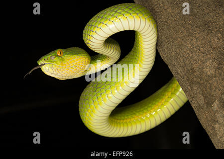 Viperidae, Red tailed Grubenotter, Trimeresurus Erythrurus, giftige ungewöhnlich Garjee, Tripura Stockfoto